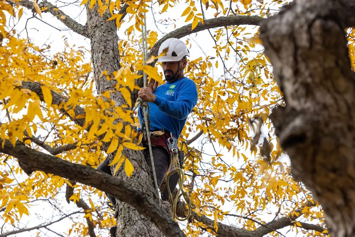 Skilled Tree Trimming crew working in Barstow